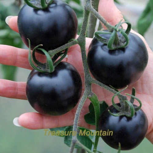 (WHOLESALES) 50 Original Packs, approx 300 seeds / pack, Organic VERY BLACK tomato Seeds NON-gmo Tasty Vegetable Nutritive Seeds