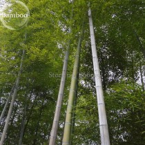 Heirloom Anhui Dabie Mountain Moso Bamboo, 30 seeds, fast growing high use value E3646