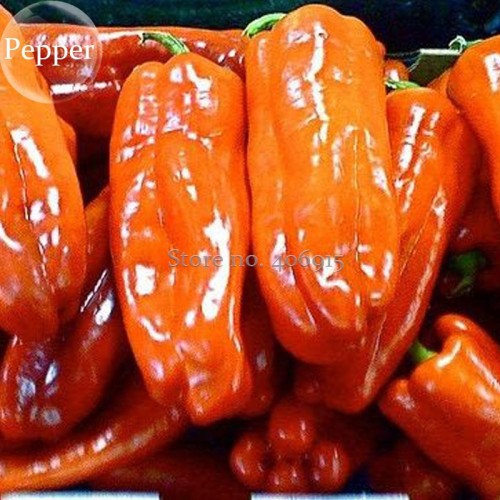 Heirloom 'Cubanelle' Pepper Green Red Orange Sweet Pepper, 50 Seeds, organic vegetables E3859
