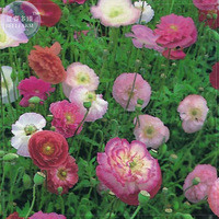 Poppy Shirley Double Mix Seeds, 100 Seeds, Professional Pack, heirloom big blooms different colors E4087