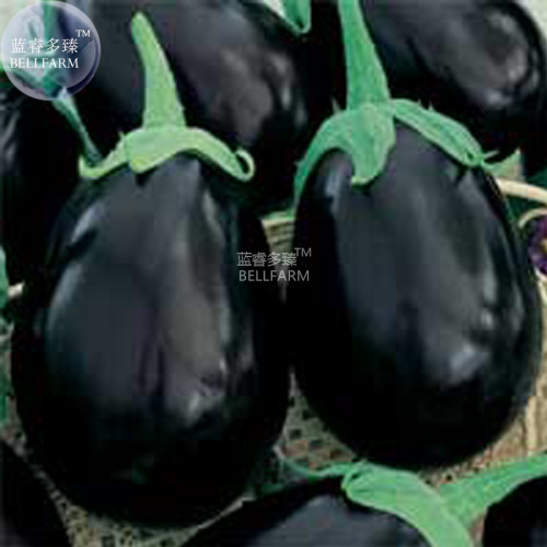 BELLFARM Eggplant Black Big Vegetables Seeds, 100 seeds, organic tasty for home garden E4327I