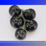 USA Organic Indigo Rose Blue Tomato Seeds, Professional Pack, 100 Seeds / Pack, NON-GMO Rare Heirloom Fruit #NF875