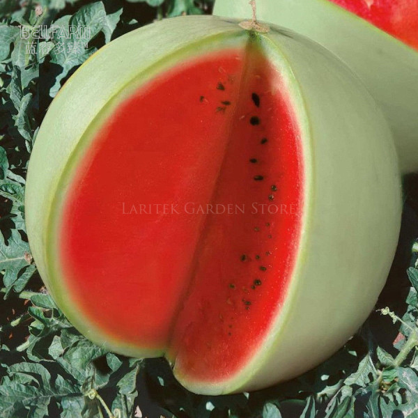 BELLFARM Watermelon Dark Red inside White Skin Melon Seeds, 20 Seeds, Professional Pack, 18% sugar contained high yield E4251