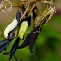Rare Black 'duck tongue' Orchid Flower Perennial, 100 Seeds, attractive butterfly light up your garden E3628
