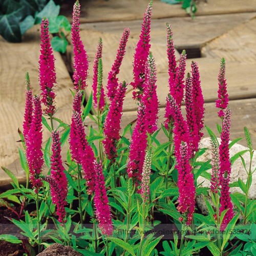 Veronica Spicata 'Red Fox' Montgomeryshire Spiked Speedwell Perennial Beautiful Flower Seeds, Professional Pack, 50 Seeds / Pack