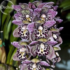 Rare Beautiful Butterfly Orchid Flowers, 100 Seeds, fragrant attract the butterfly light up garden E3614