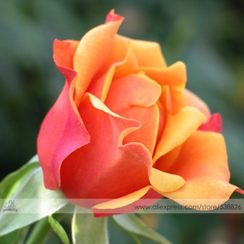 1 Professional Pack, 50 seeds / pack, Rose Red Yellow Rose Plant Seed, Strong Fragrant Flowers #NF539