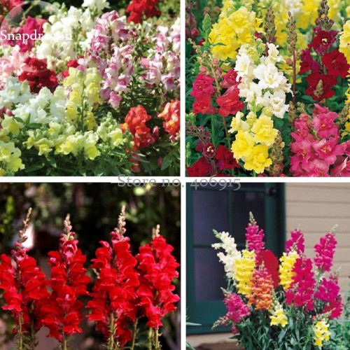 Rare Colorful Snapdragon Flower Mixed Antirrhinum Majus, 50 Seeds, long flowering light up your garden E3613