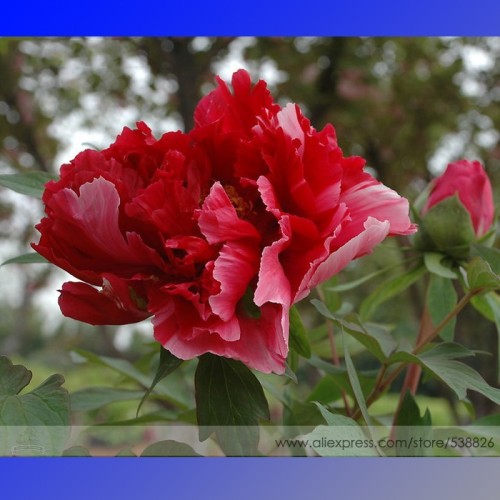 Dark Red Tree Peony Flower 'Fengzi' Seeds, Professional Pack, 5 Seeds / Pack, Hybrid Peony Plant #NF744