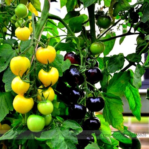 Rare Yellow Black Dwarf Cherry Tomato Hybrid Seeds, Professional Pack, 100 Seeds / Pack, Bonsai Balcony Sweet Tomato #NF954