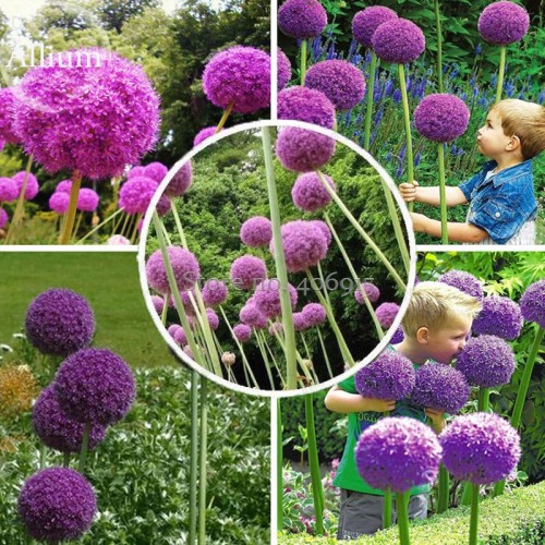 Herilloom Allium Giganteum Giant Onion with Purple Flowers, 20 Seeds, very beautiful flowers mosquito dispeller E3610