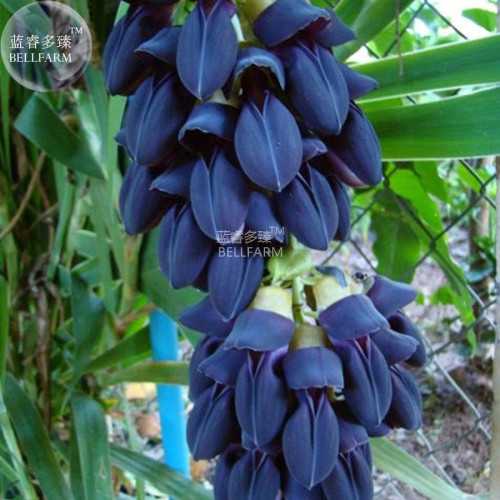 BELLFARM Rare Heirloom Mucuna Blue Red Black Jade Vine Bonsai, 5 Seeds very beautiful perennial flowers E3521