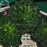 Wuta-tsai Organic Vegetables, 40 seeds, brassica campestris Chinensis Green vegetables Seed E3875