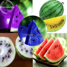 Rare Mixed Purple Yellow Red White Blue Watermelon Fruits, 20 seeds, juicy flesh sweet and delicious edible fruits E3687