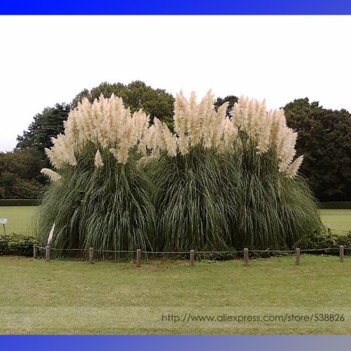 White Pampas Grass Cortaderia Selloana Ornamental Plant Seeds, Professional Pack, 500 Seeds / Pack, Noticeably Unique Beautiful