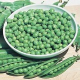 Heirloom Organic Green Arrow Pea Vegetable Seeds, Professional Pack, 500 Seeds / Pack, Excellent Sweet Garden Pea