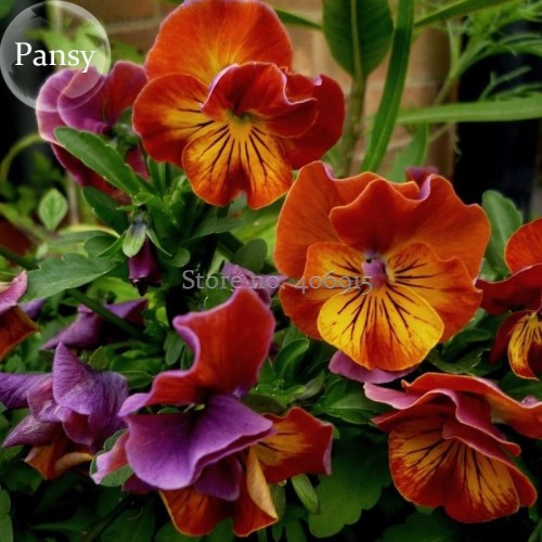 Rare Heirloom Beautiful Orange Pansy, 30 Seeds, cold-resistant high survival rate light up your garden E3604