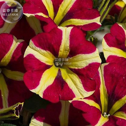 BELLFARM Petunia Heirloom SeedsHarvest by ourselves, 200 seeds, bonsai garden home hardy flowers all seasons planting