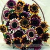 Bohemian Phapsody F1 Sunflower Seeds, Professional Pack, 15 Seeds / Pack, Lovely Blend of Bicolor Blossoms #NF995