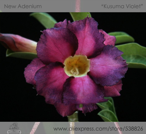 1 Professional Pack, 2 seeds / pack, Rosy Adenium Obesum Kusuma Violet Desert Rose Flowers Seeds #NF301