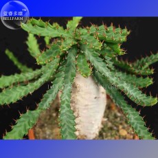 Euphorbia squarrosa Seeds, Professional Pack, 1 Seed, a spiny succulent Euphorbia with a fleshy underground root E4022