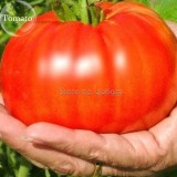 Heirloom Giant Tomato Tree, 100 Seeds,  healthy delicious nutritious edible fruits E3617