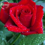 Mixed 9 Types of Rare Rose Perennial Flowers, 50 seeds, Pink Black Red Purple chocolate coffee Blue Rainbow climbing E3806