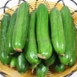 Heirloom Fruits Cucumber Vegetables, 20 Seeds, healthy delicious eaten raw cucumbers E3665