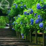 Rare Blue Bonsai Hydrangea Flower Perennial Plant, 15 Seeds, strong interest beautiful hydrangea hortensia light up your garden