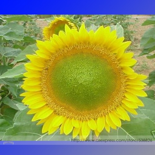Sunbeam F1 Hybrid Ornamental Sunflower Seeds, Professional Pack, 15 Seeds / Pack, Light Up Your Garden Bright As a Sunbeam NF992