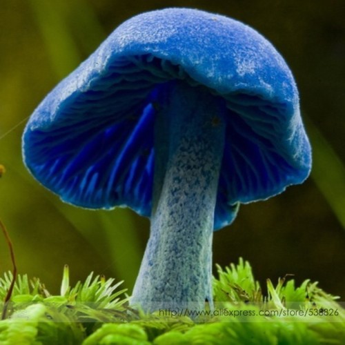 Entoloma Hochstetteri Perennial Tropical Fungus Seeds, Professional Pack, 20 Seeds / Pack, Perenial Blue Plant #NF949