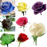 Rare 8 Types of Colorful Valentine's Romantic Rose Flower, 50 Seeds, garden flowers E3788