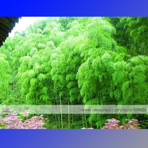 1 Professional Pack, approx 35 Seeds / Pack, Moso Bamboo Seeds Phyllostachys Pubescens Giant Mao Bamboo #NF347