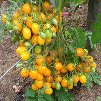 'Qiyu' Golden Cherry Tomato Seeds, 100 seeds, professional pack, organic infinite growth open-pollinated tomato TS388T