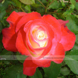 1 Professional Pack, 50 seeds / pack, Red Yellow Rose Flowers Seed Yellow Inside Red Petal Rare Heirloon Rose #NF428