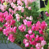 Rare Colorful Snapdragon Flower Mixed Antirrhinum Majus, 50 Seeds, long flowering light up your garden E3613