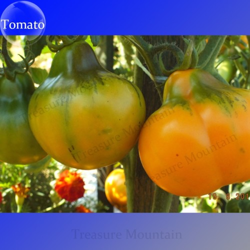 Imported Rare Lamp-shaped Russian Heirloom Big Orange Tomato Organic Seeds, Al Pack, 100 Seeds+