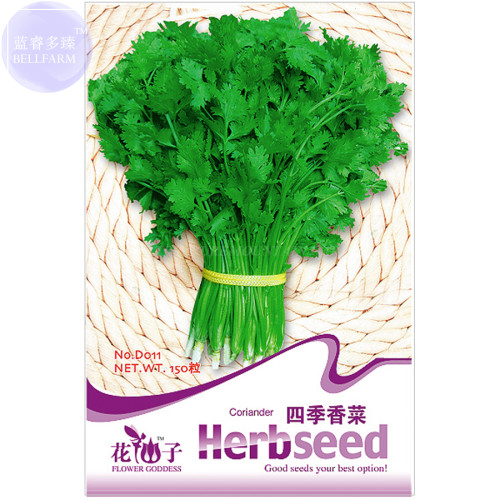BELLFARM Coriander Heirloom Chinese Parsley Seeds, 150 Seeds, Original pack, tasty cilantro organic vegetables D011