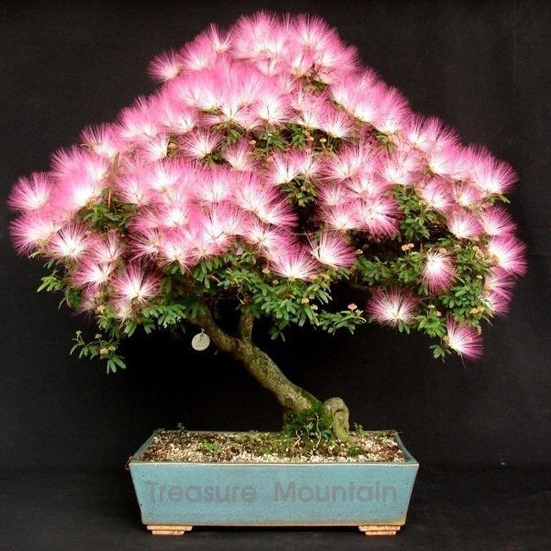 100 seeds / pack, Albizia Julibrissin Mimosa Bonsai Persian Pink Silk Bloss...