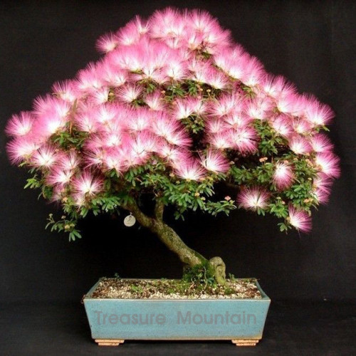 1 Professional Pack, 100 seeds / pack, Albizia Julibrissin Mimosa Bonsai Persian Pink Silk Blossoms Tree Seeds #NF234