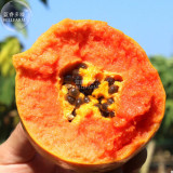 BELLFARM Hainan Red Papaya Green Skin Fruit Seeds, 6 seeds, professional pack, tasty big organic pawpaw