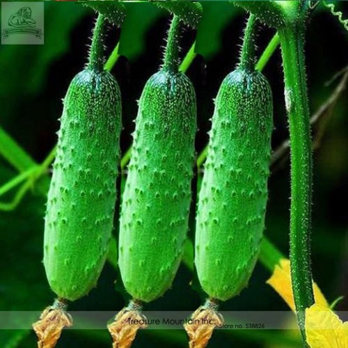 Heirloom Autumn Spiny Little Cucumber Seeds, Al pack, 50 Seeds, Home-grown Vegetables Organic
