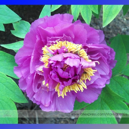 New Rare 'Jin Xiuqiu' Multi-petalled Purple Peony Flower Seeds, Professional Pack, 5 Seeds / Pack, Light Fragrant #NF751