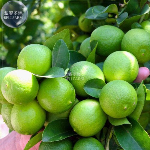 BELLFARM Lemon Mexican Green Fruit Tree Seeds, 20 seeds, professional pack, juicy tasty giant organic fruits