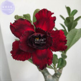 BELLFARM Adenium Blackish Dark Red Desert Rose Flower Seeds, 2 seeds, professional pack, 5-layer big blooms home garden flowers