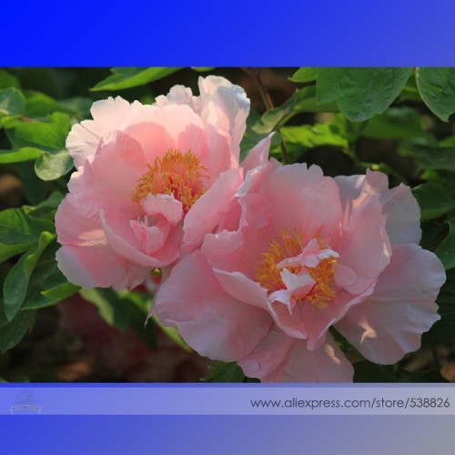 New 'Lan Yutian' Pink Peony Flower Seeds, Professional Pack. 5 Seeds / Pack, Light Fragrant Garden Flower #NF755