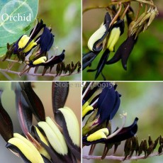 Rare Black 'duck tongue' Orchid Flower Perennial, 100 Seeds, attractive butterfly light up your garden E3628