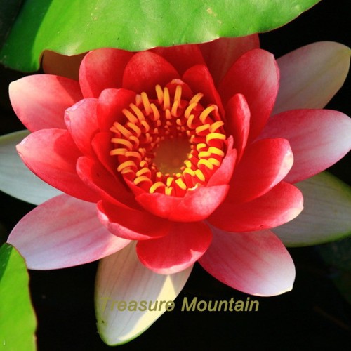 1 Professional Pack, 1 seeds / pack, 'Bride' Red Lotus Flower Water Lily Flower Aquatic Plants DIY #NF214