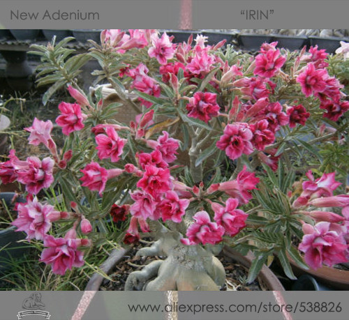 1 Professional Pack, 2 seeds / pack, Rosy Adenium Obesum IRIN Desert Rose Flowers Seeds #NF298
