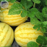 BELLFARM Yellow Skin Red Watermelon Seeds, 50 Seeds, Professional Pack, 14% sugar contained juicy organic seeds E4204